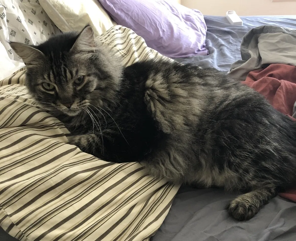 Lost cat in Unknown, TX, 75256