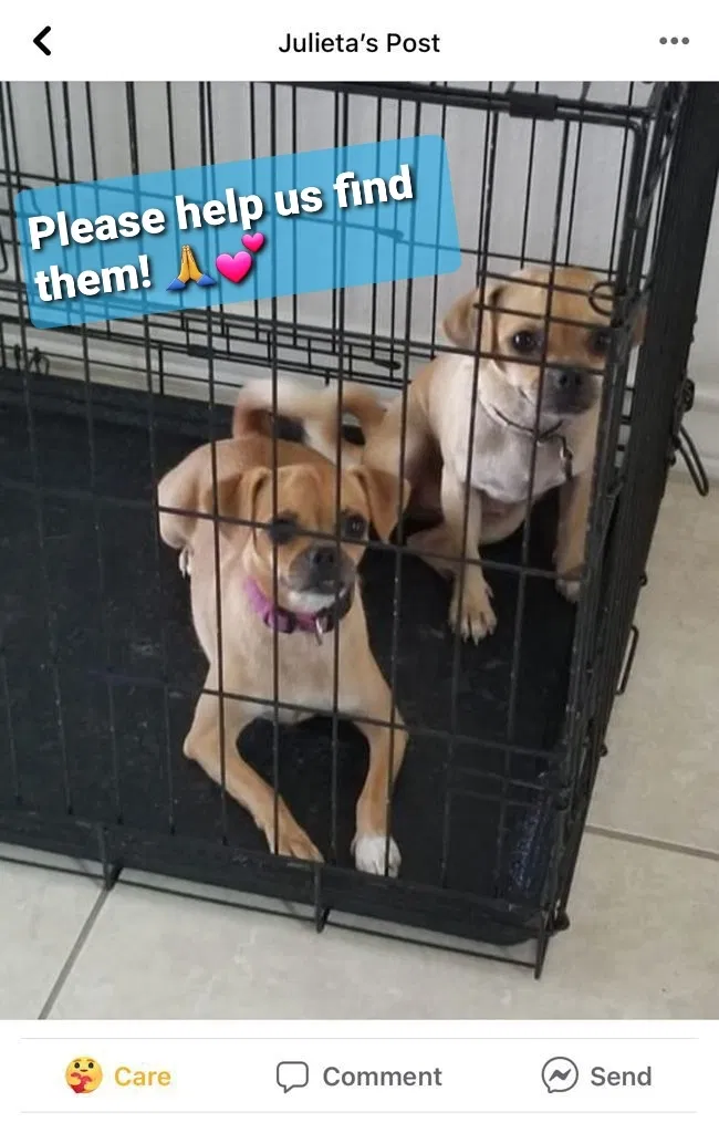 Lost dog in Brownsville, TX, 78520