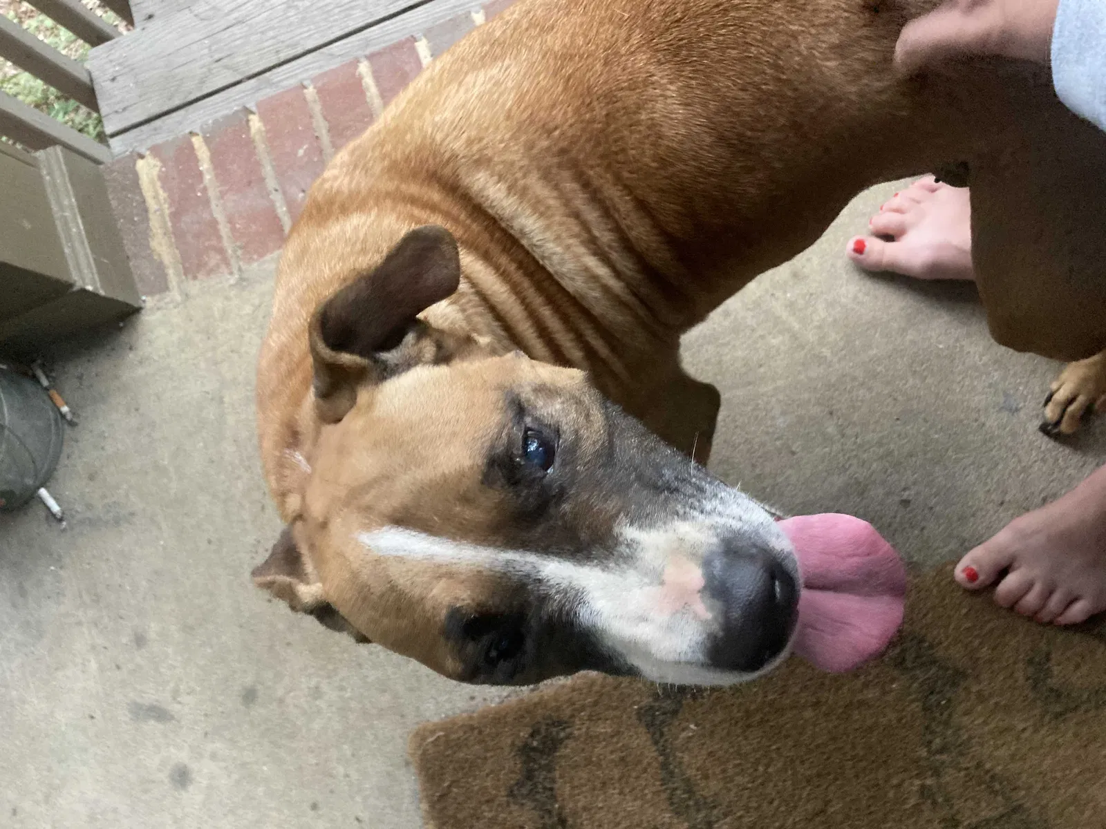 Found dog in Alabaster, AL, 35007
