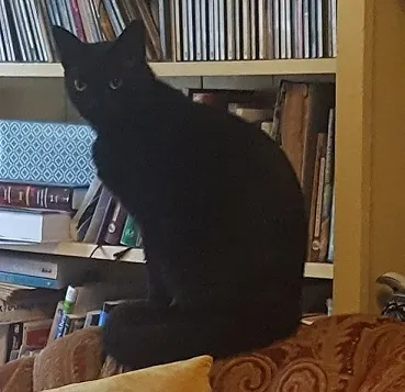 Lost cat in Lexington, KY, 40508