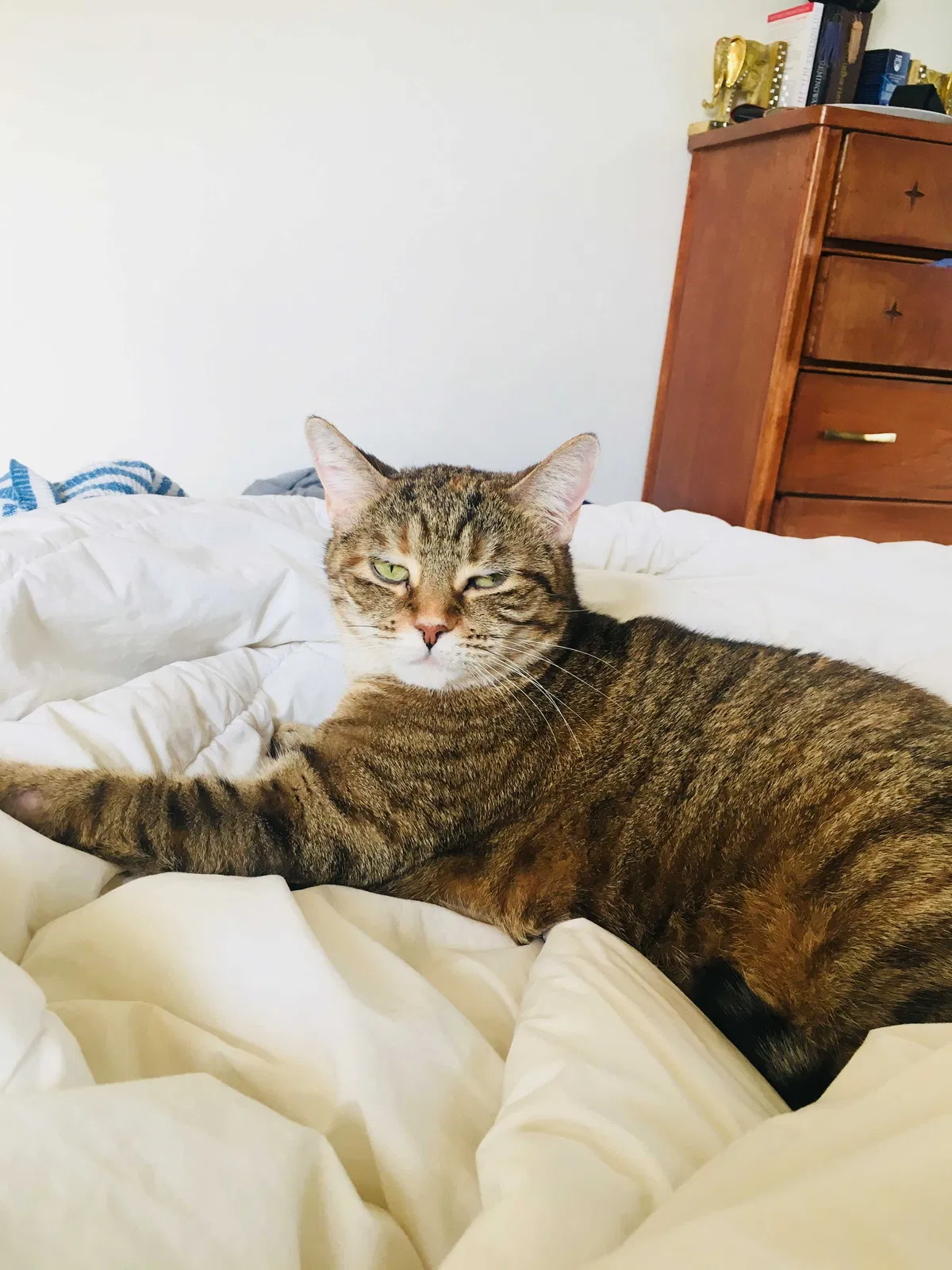 Lost cat in Purcellville, VA, 20132