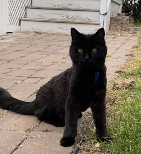 Lost cat in Durham, NC, 27703