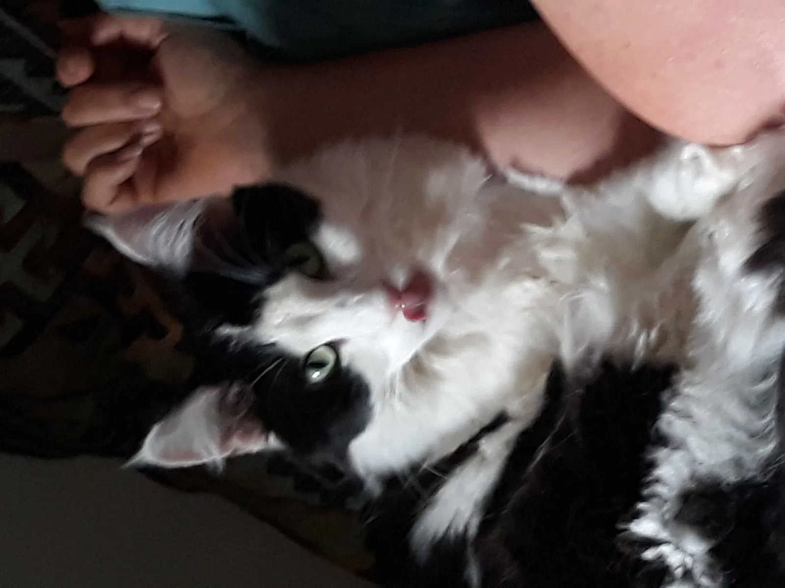 Lost cat in Golden, CO, 80403