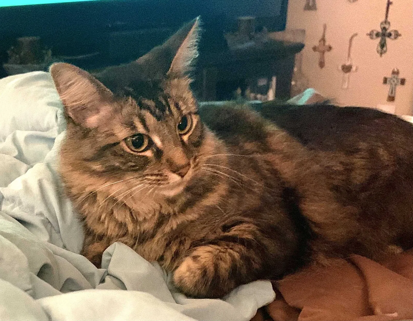 Lost cat in Arlington, TX, 76015