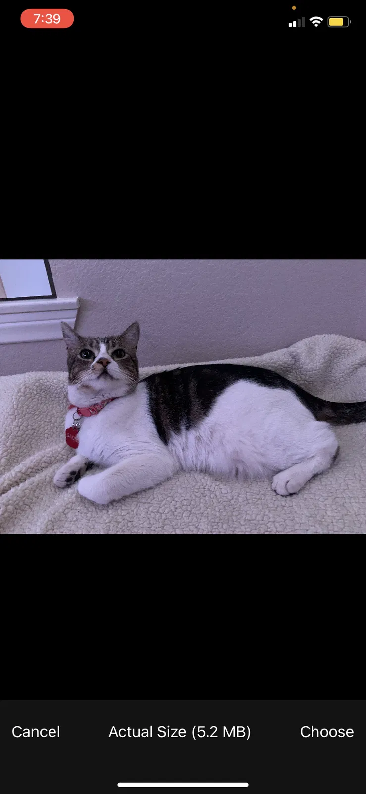 Lost cat in Fontana, CA, 92336