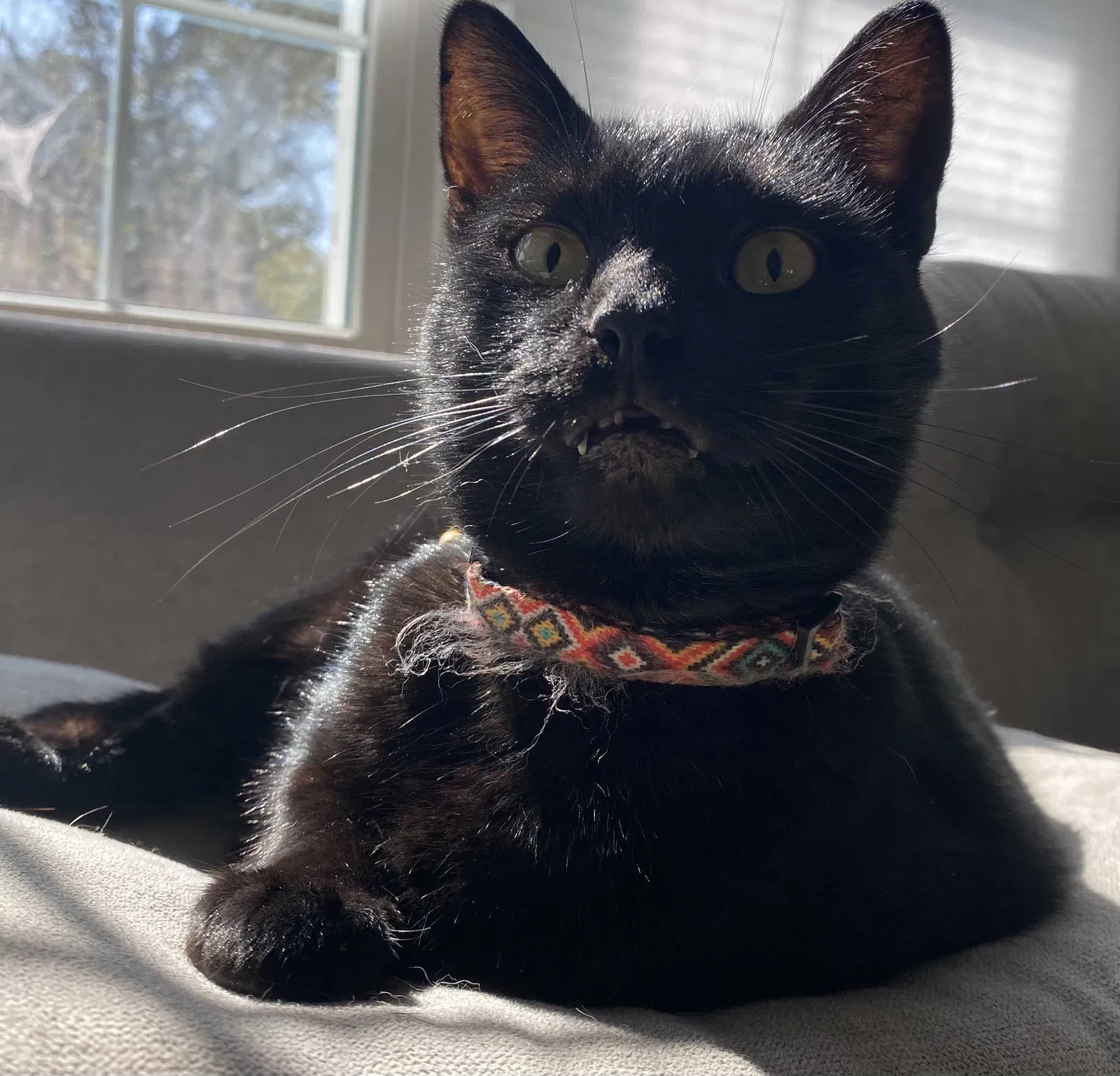 Lost cat in Wilmington, DE, 19805