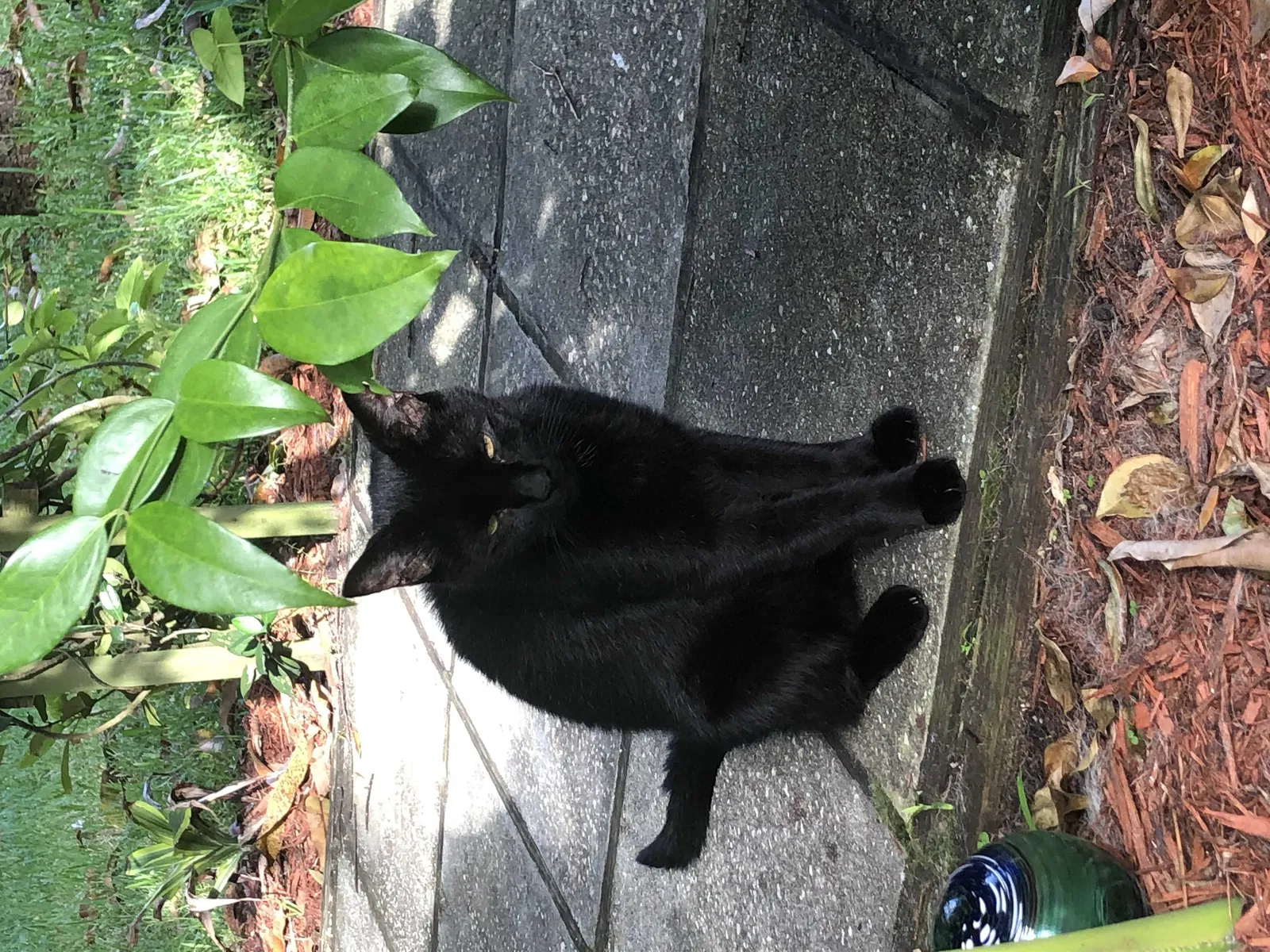 Lost cat in Port Saint Lucie, FL, 34952