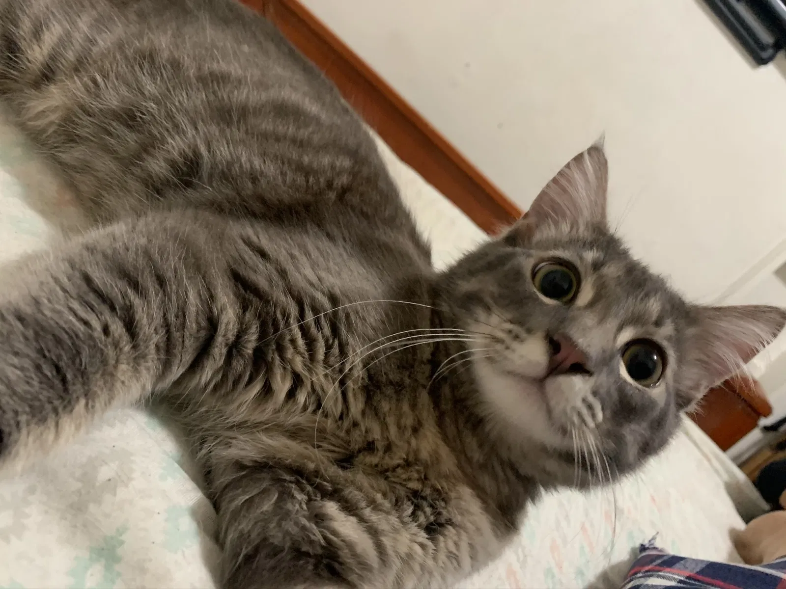 Lost cat in San Diego, CA, 92116