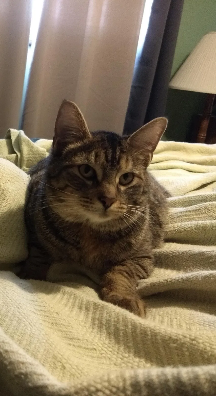 Lost cat in Ostrander, OH, 43061