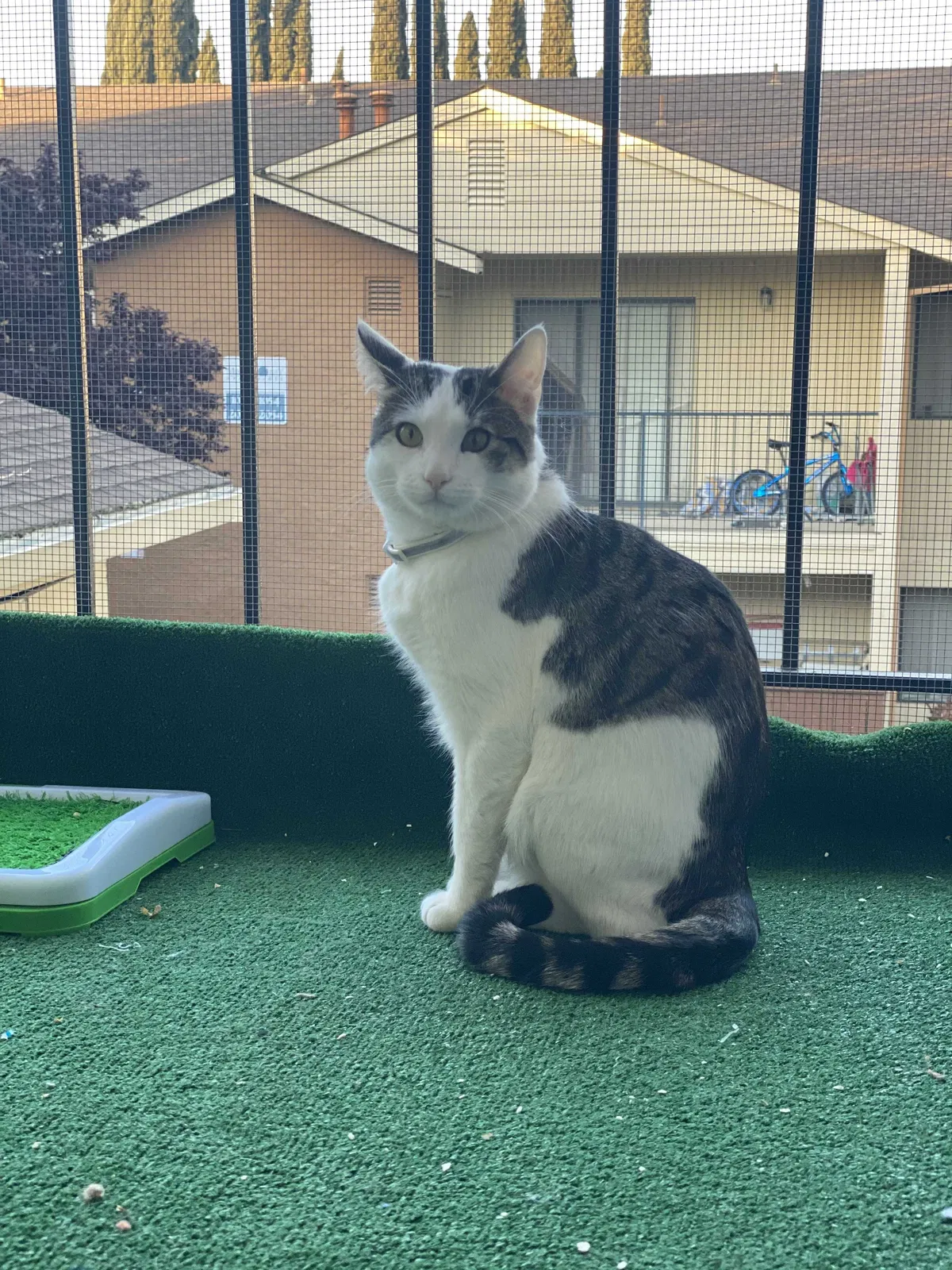 Lost cat in Pittsburg, CA, 94565