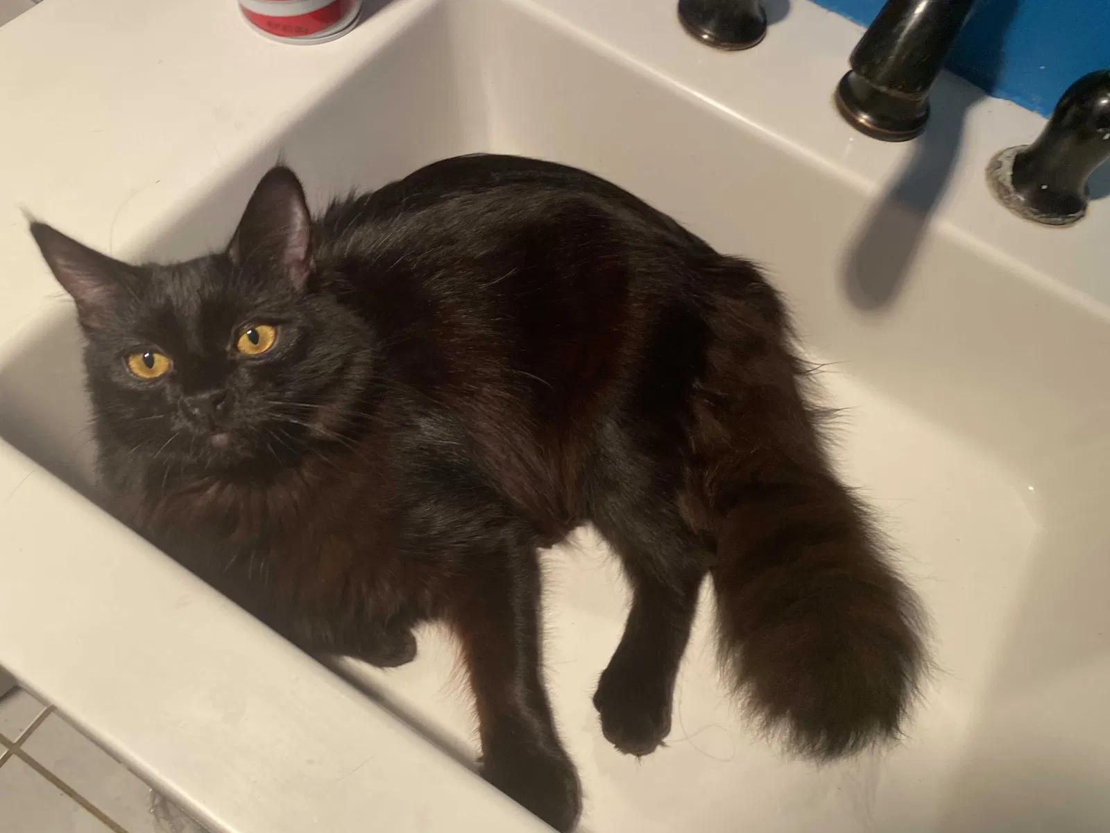 Lost cat in Escondido, CA, 92027