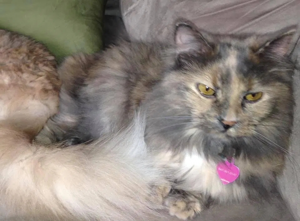 Lost cat in Hoffman Estates, IL, 60169