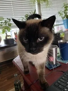 Lost cat in Vancouver, WA, 98663
