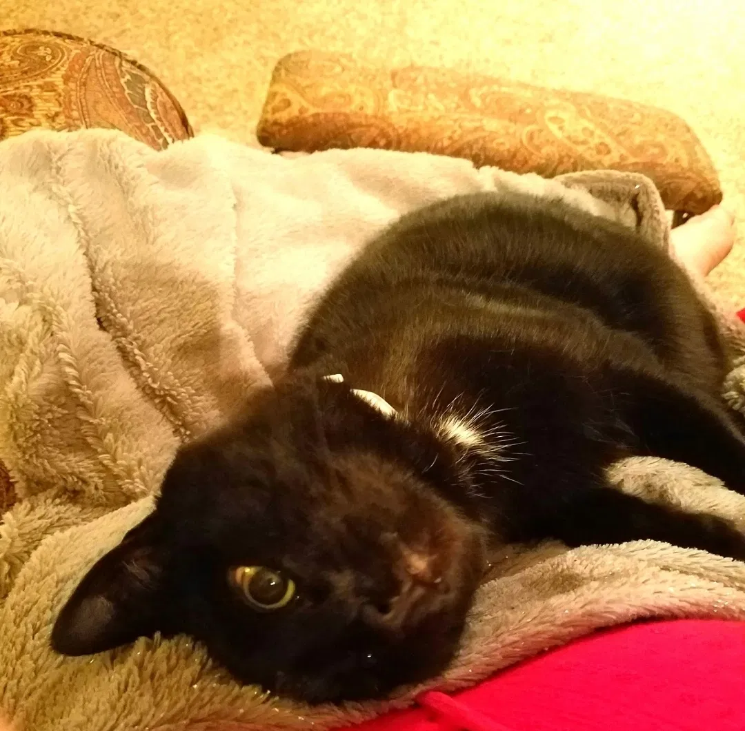 Lost cat in Columbus, OH, 43219