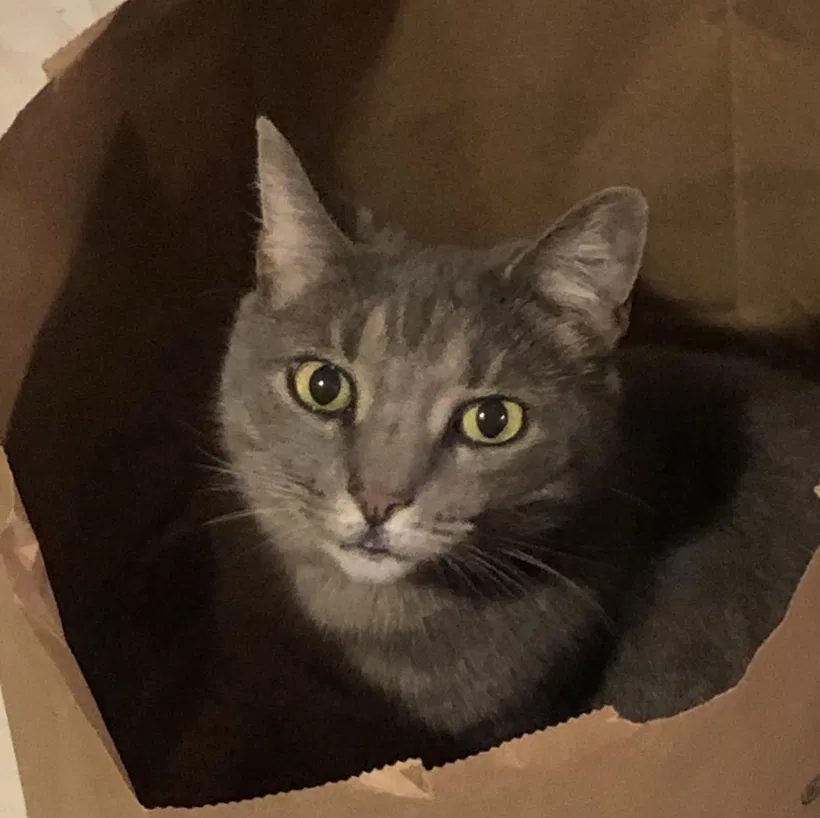 Lost cat in Orlando, FL, 32829