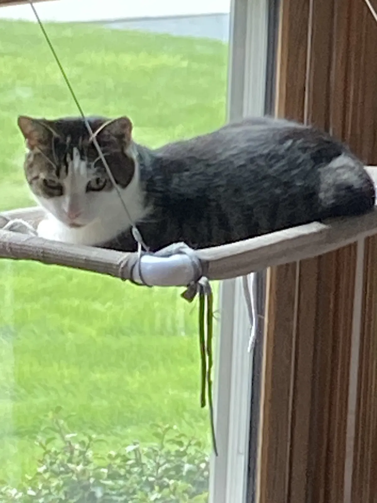 Lost cat in Columbus, OH, 43085