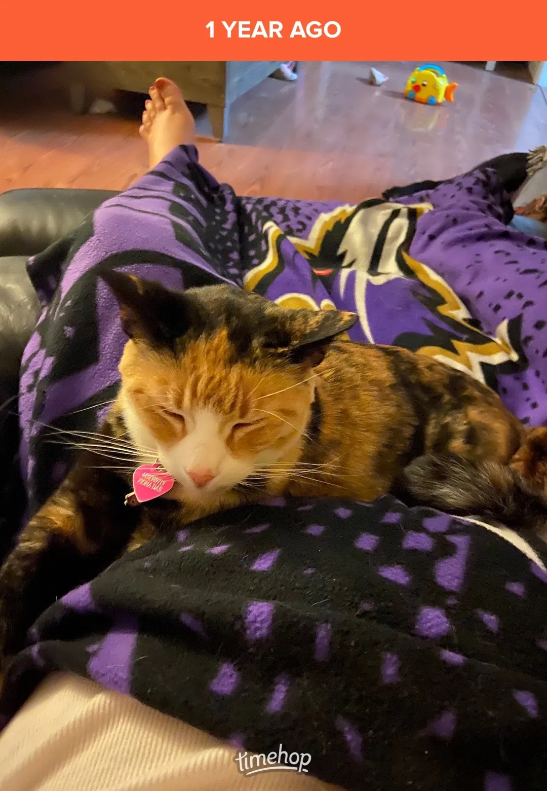 Lost cat in Virginia Beach, VA, 23452