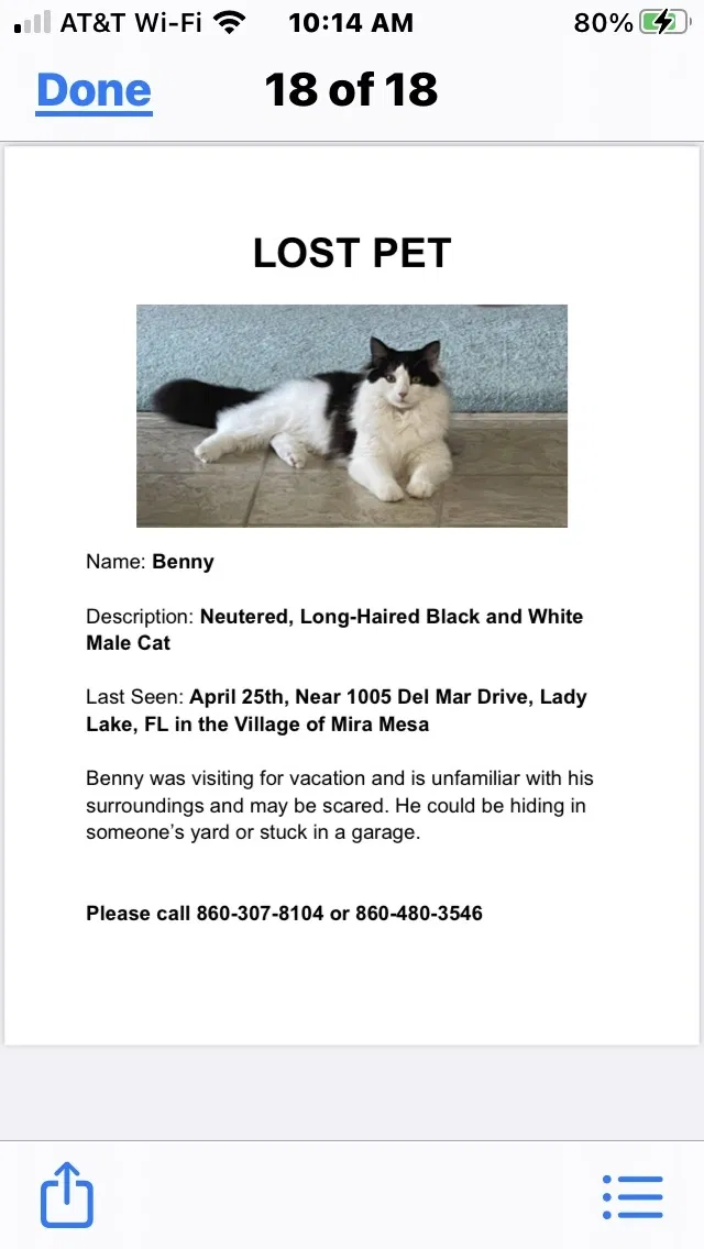 Lost cat in Lady Lake, FL, 32159