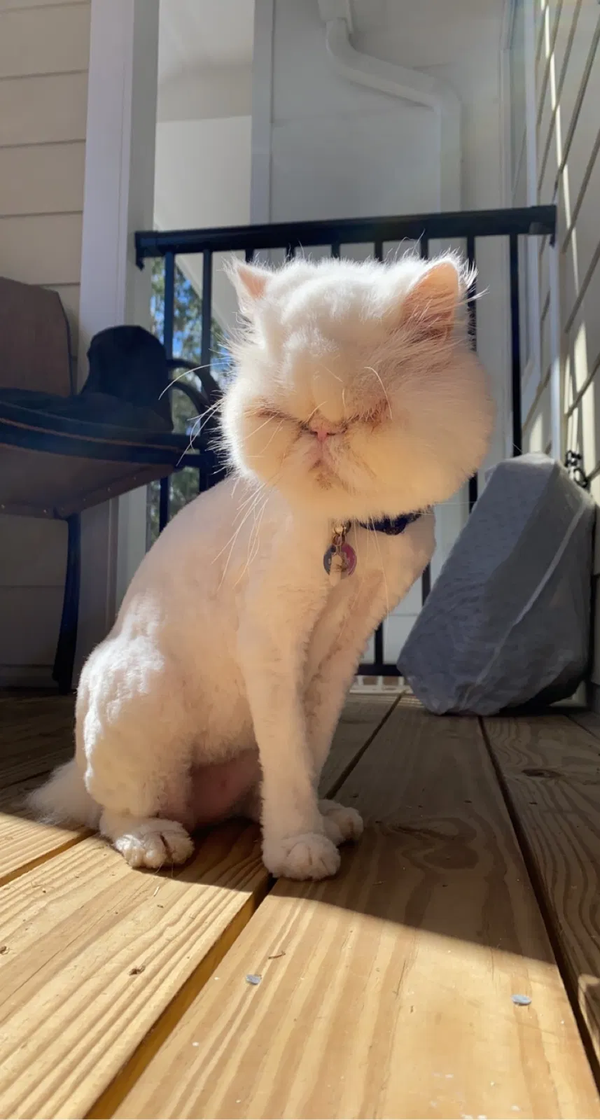 Lost cat in Riverview, FL, 33579