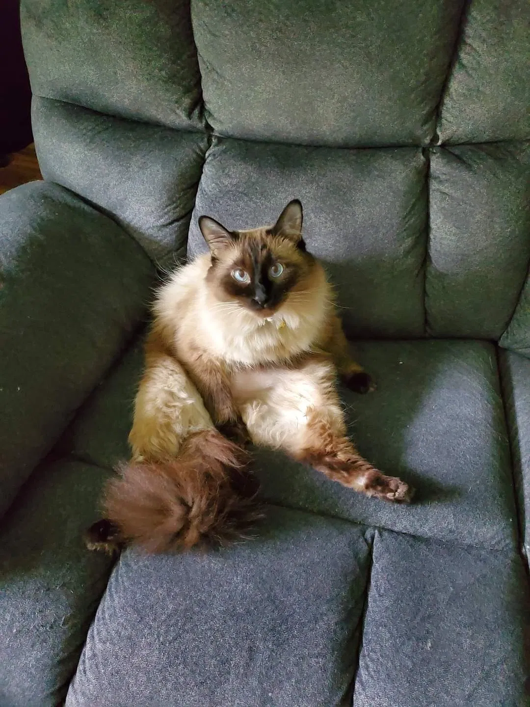 Lost cat in Beaumont, TX, 77713