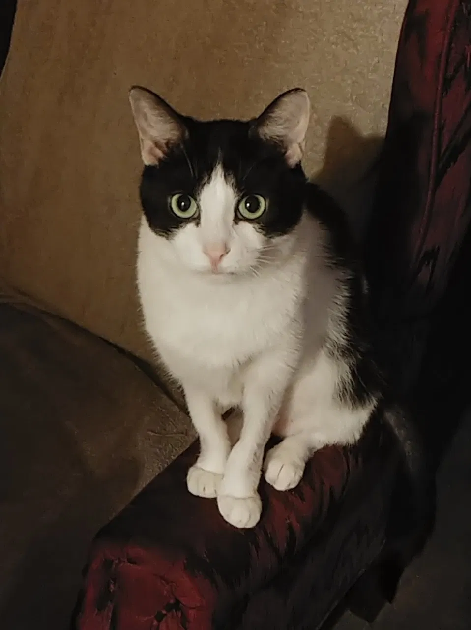 Lost cat in Fort Worth, TX, 76112