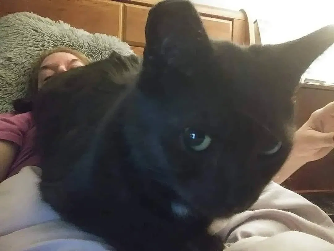 Lost cat in Mastic, NY, 11950