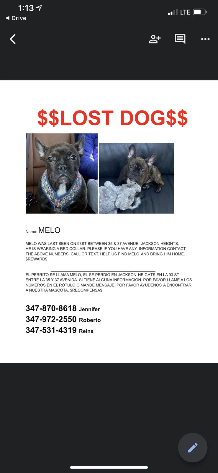 Lost dog in Jackson Heights, NY, 11372
