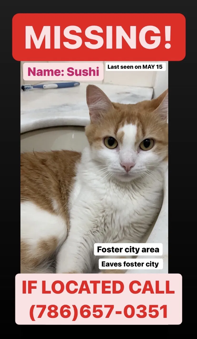 Lost cat in San Mateo, CA, 94404