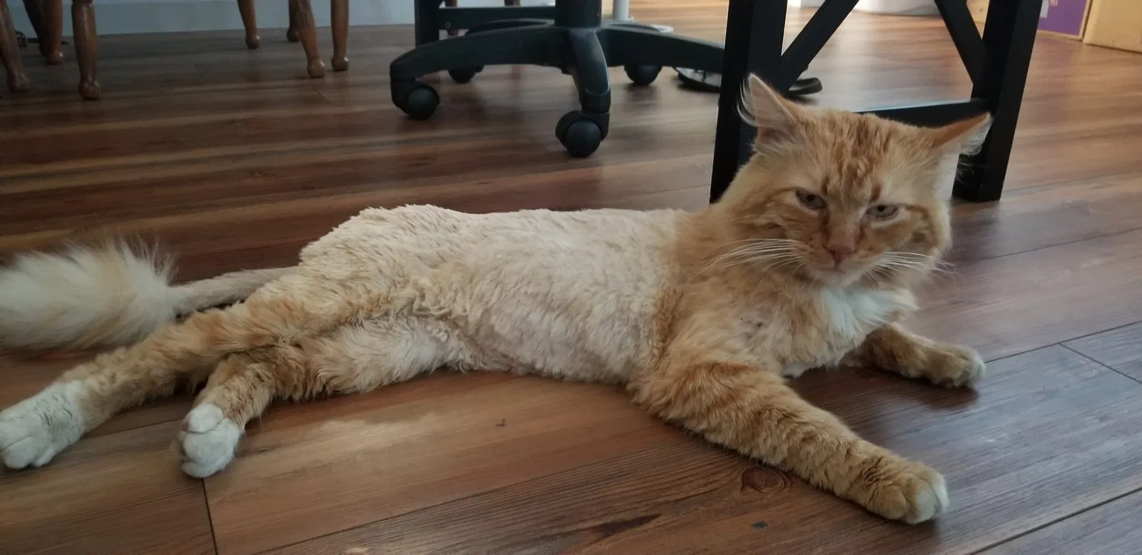 Lost cat in Lakeside, CA, 92040