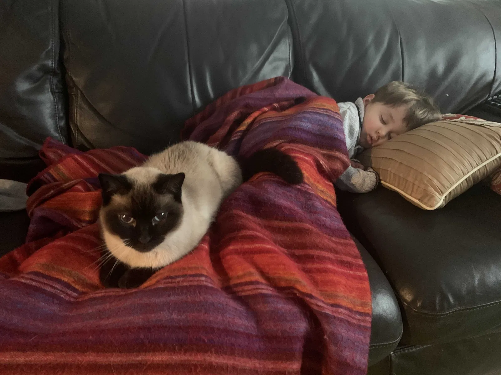 Lost cat in Newton Center, MA, 2459