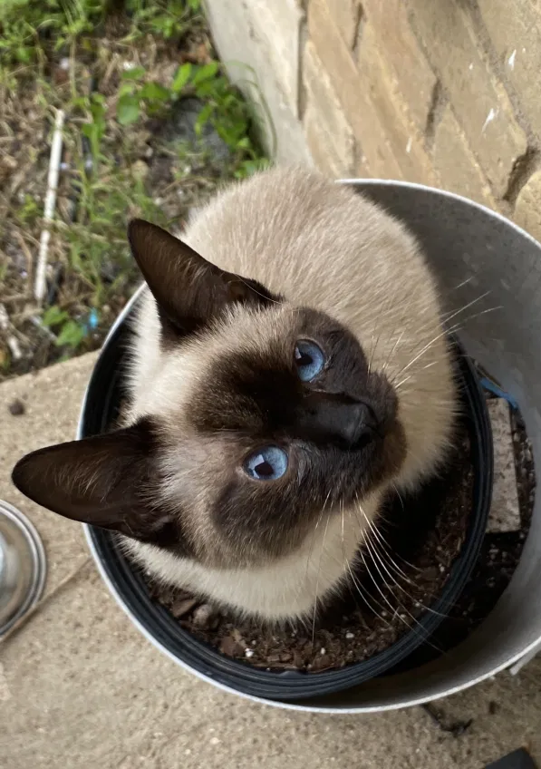 Lost cat in Dallas, TX, 75233