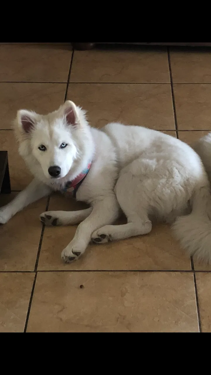Lost dog in Santa Rosa, CA, 95407