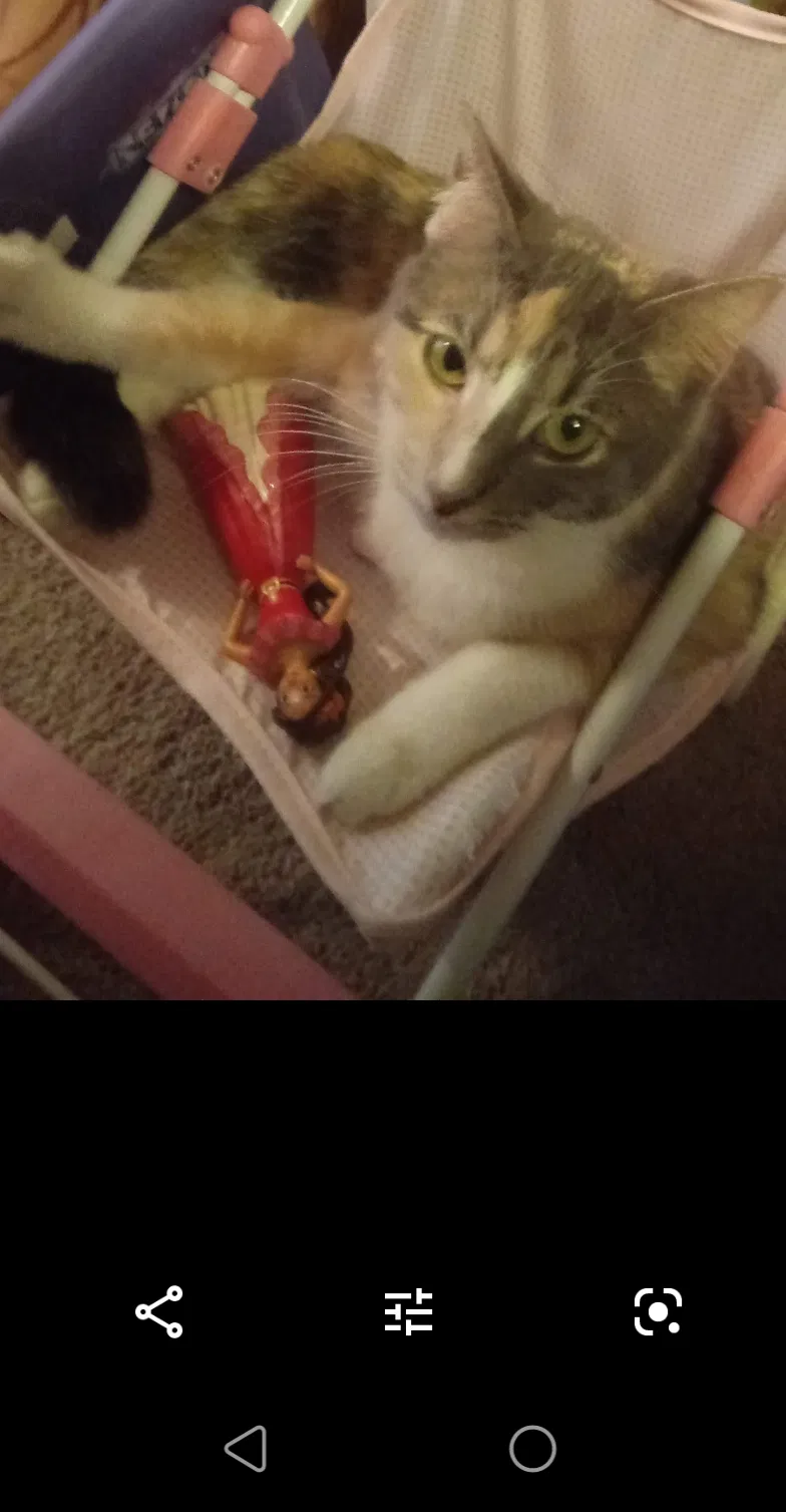 Lost cat in Marengo, IL, 60152