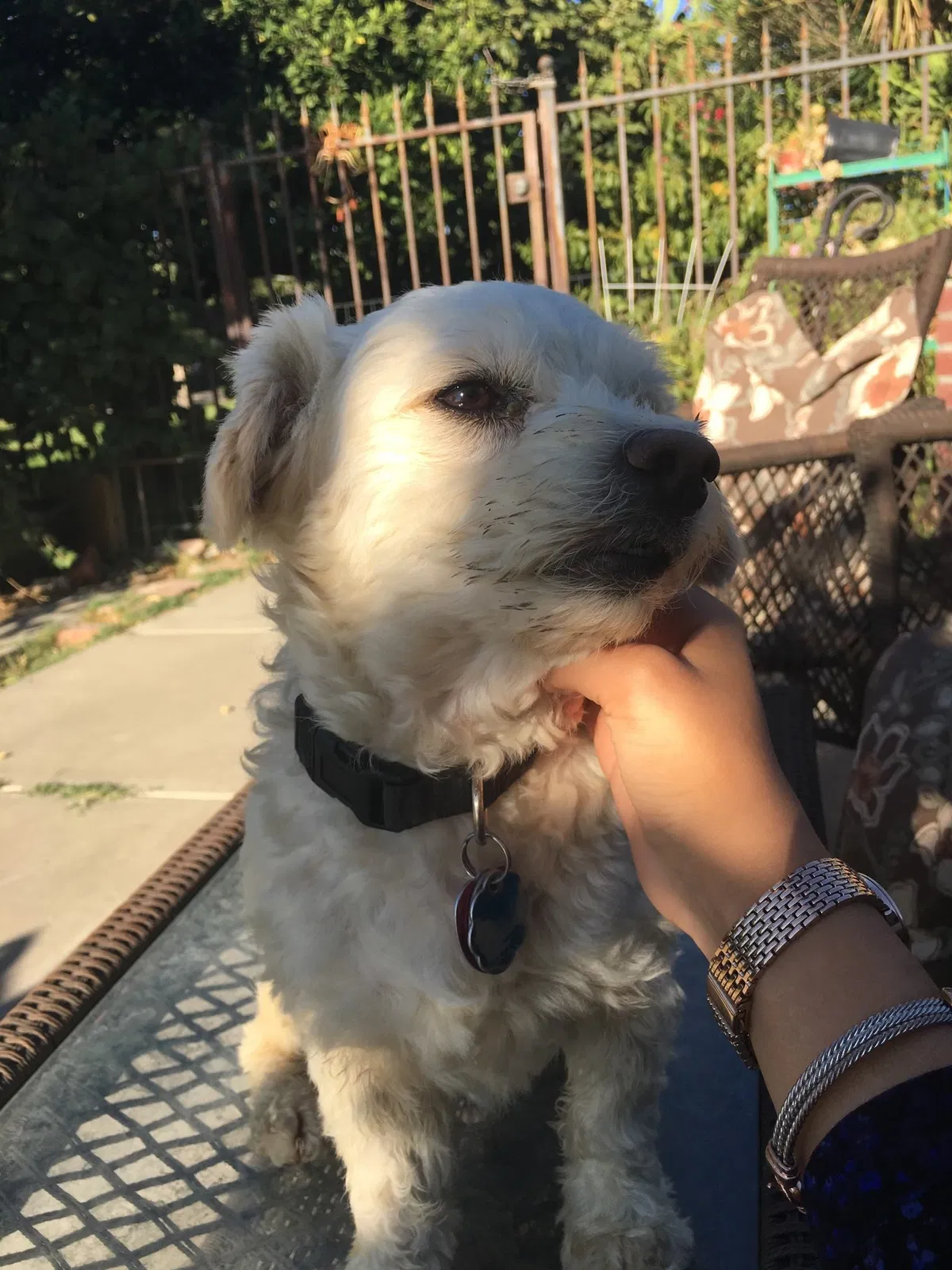 Lost dog in Stockton, CA, 95205