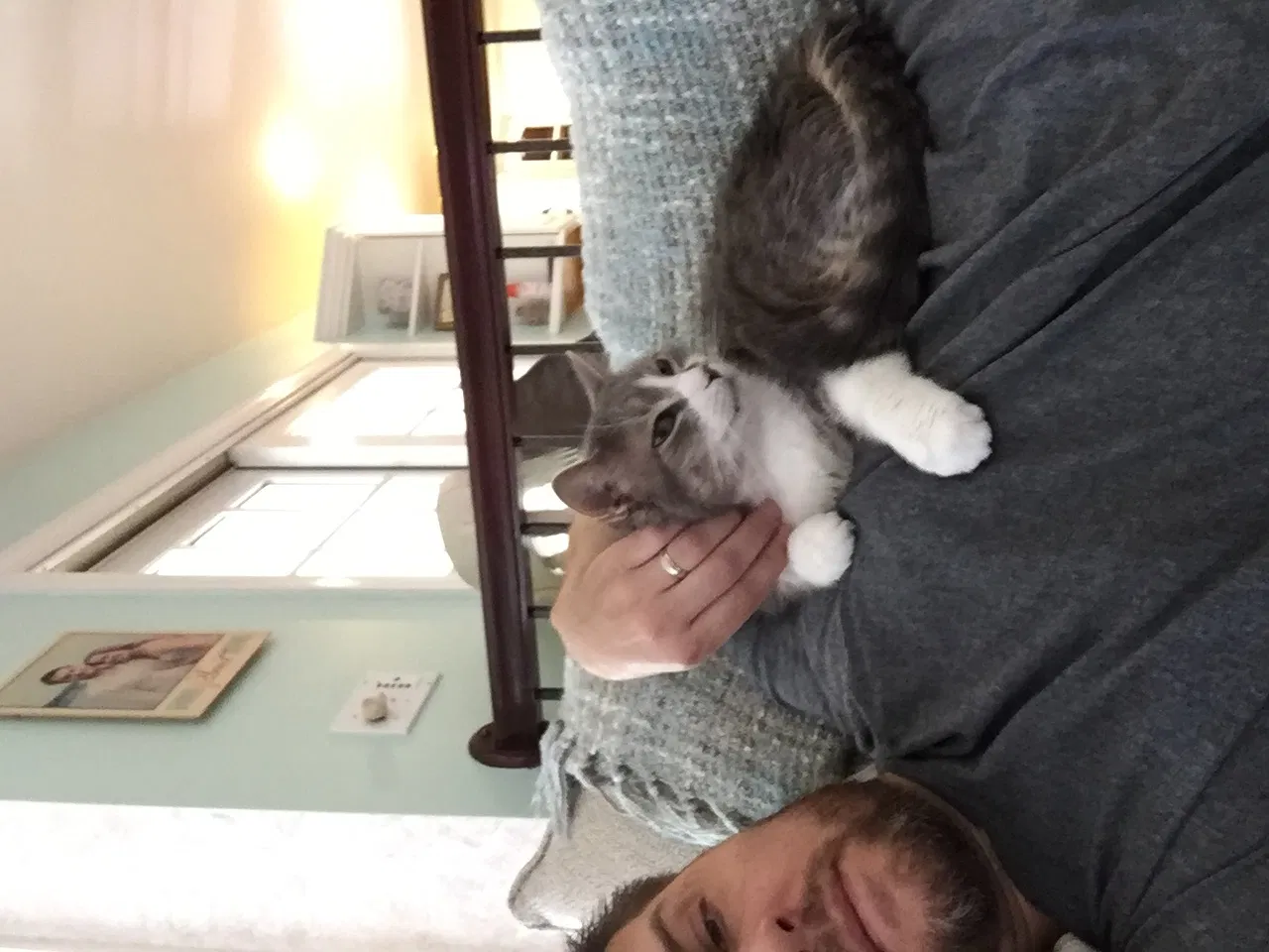 Lost cat in Orchard Park, NY, 14127