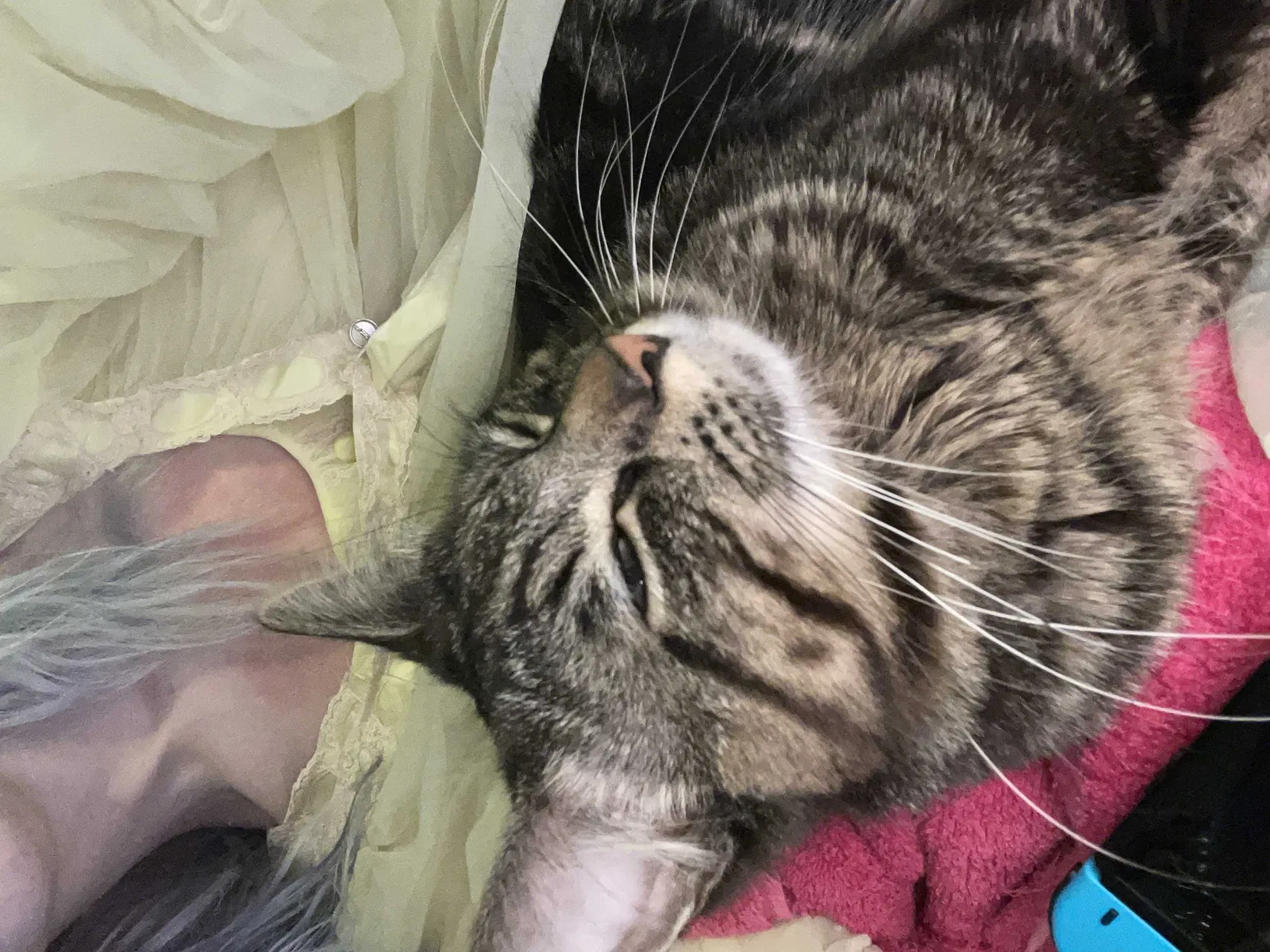 Lost cat in Tulsa, OK, 74146