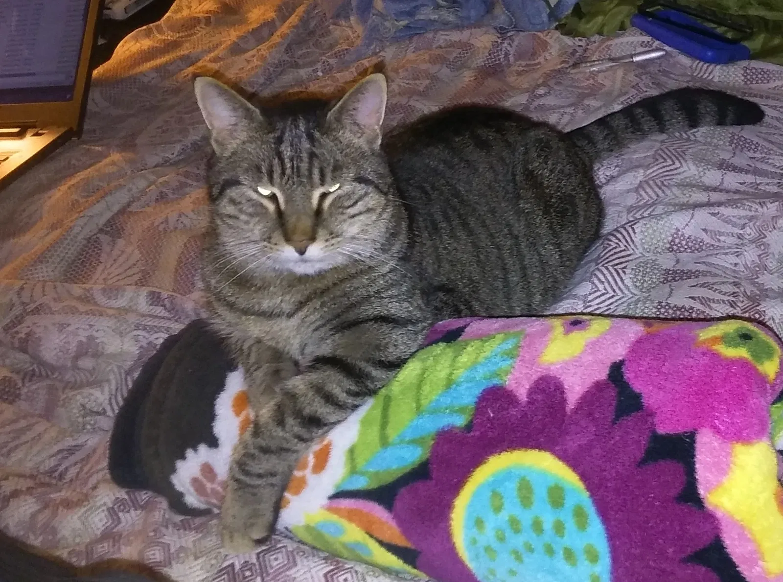 Lost cat in Shepherdstown, WV, 25443