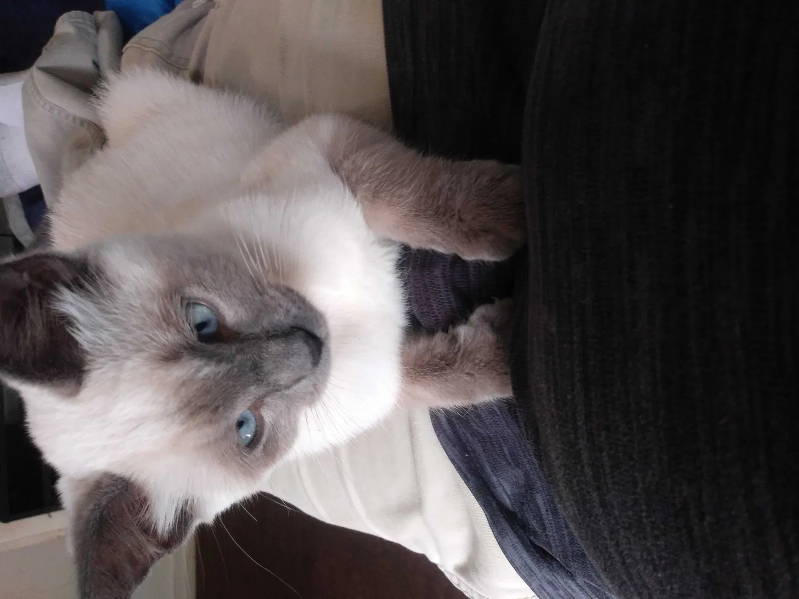 Lost cat in Pensacola, FL, 32505