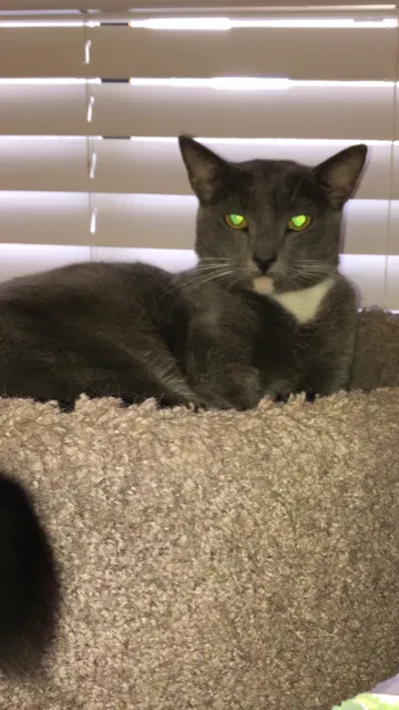Lost cat in Hereford, TX, 79045