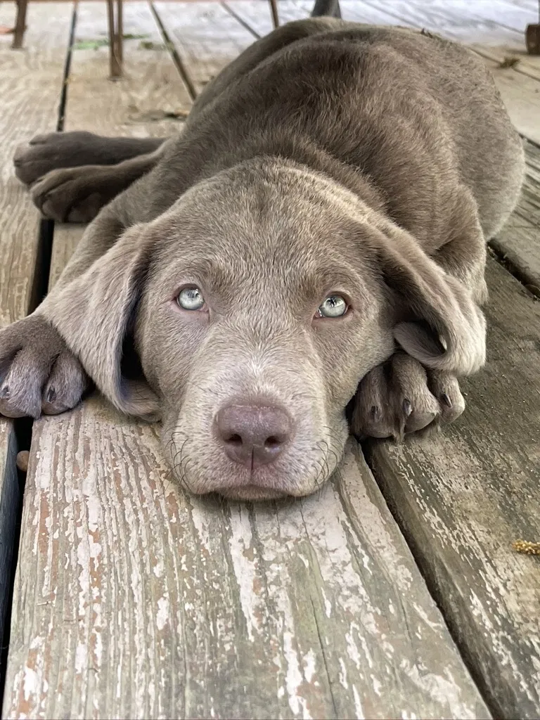 Lost dog in Fort Worth, TX, 76109