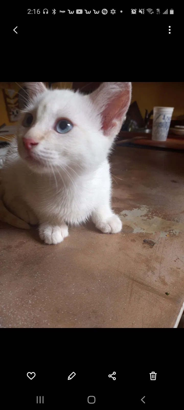 Lost cat in New Orleans, LA, 70116