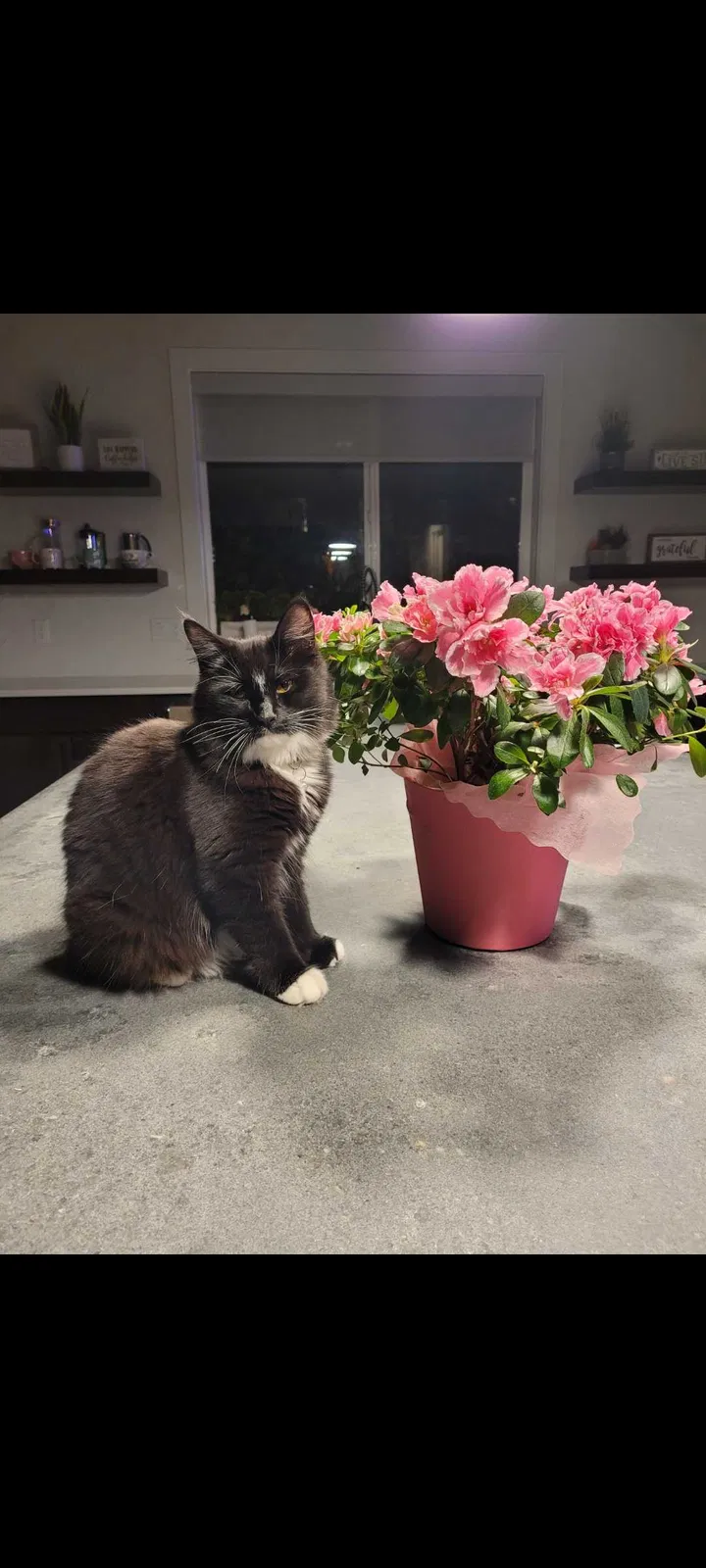 Lost cat in Happy Valley, OR, 97086