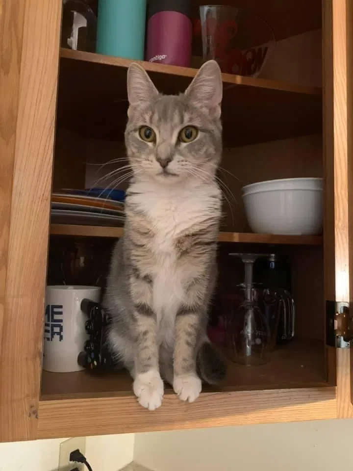 Lost cat in Bangor, PA, 18013