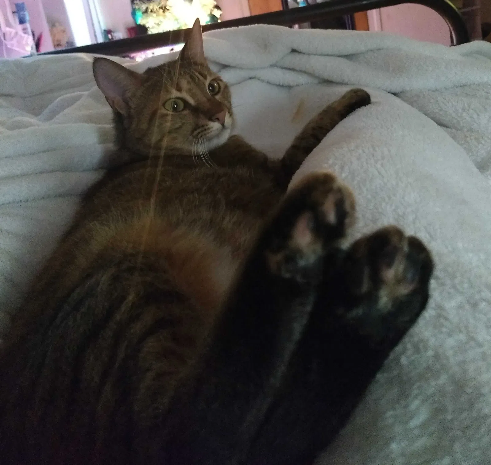 Lost cat in Norfolk, VA, 23502