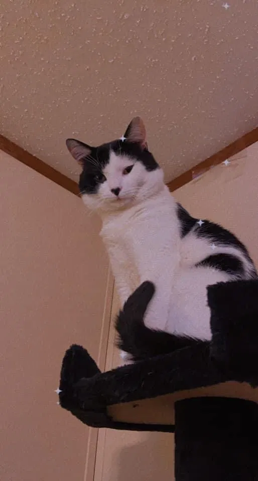 Lost cat in Erie, PA, 16510