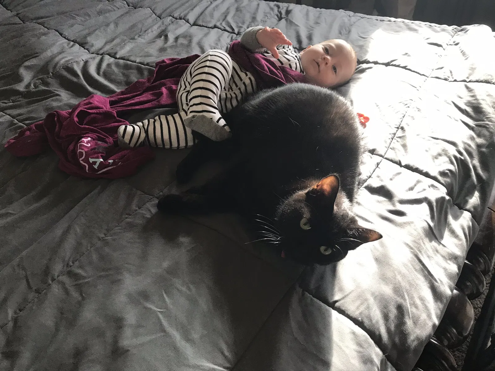 Lost cat in Rio Rancho, NM, 87124