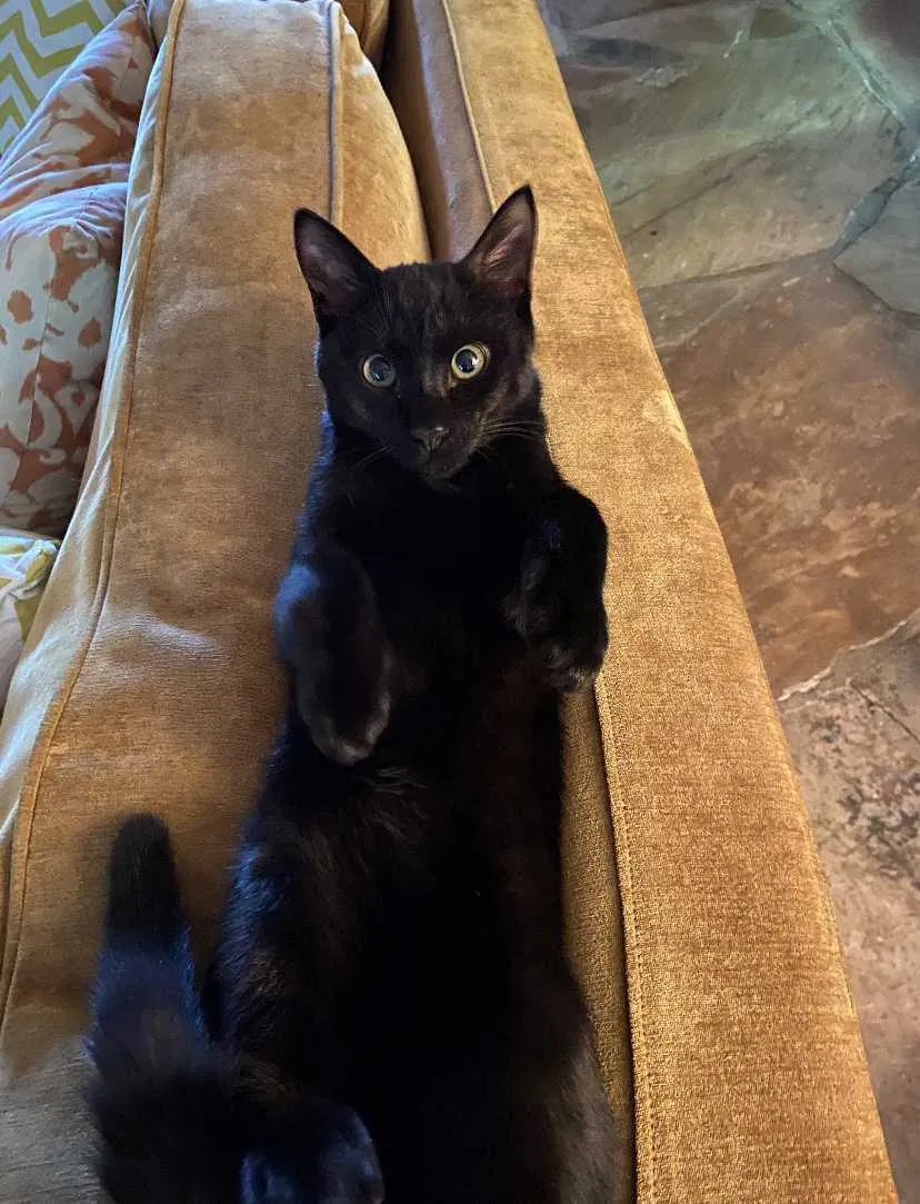 Lost cat in Miami, FL, 33155