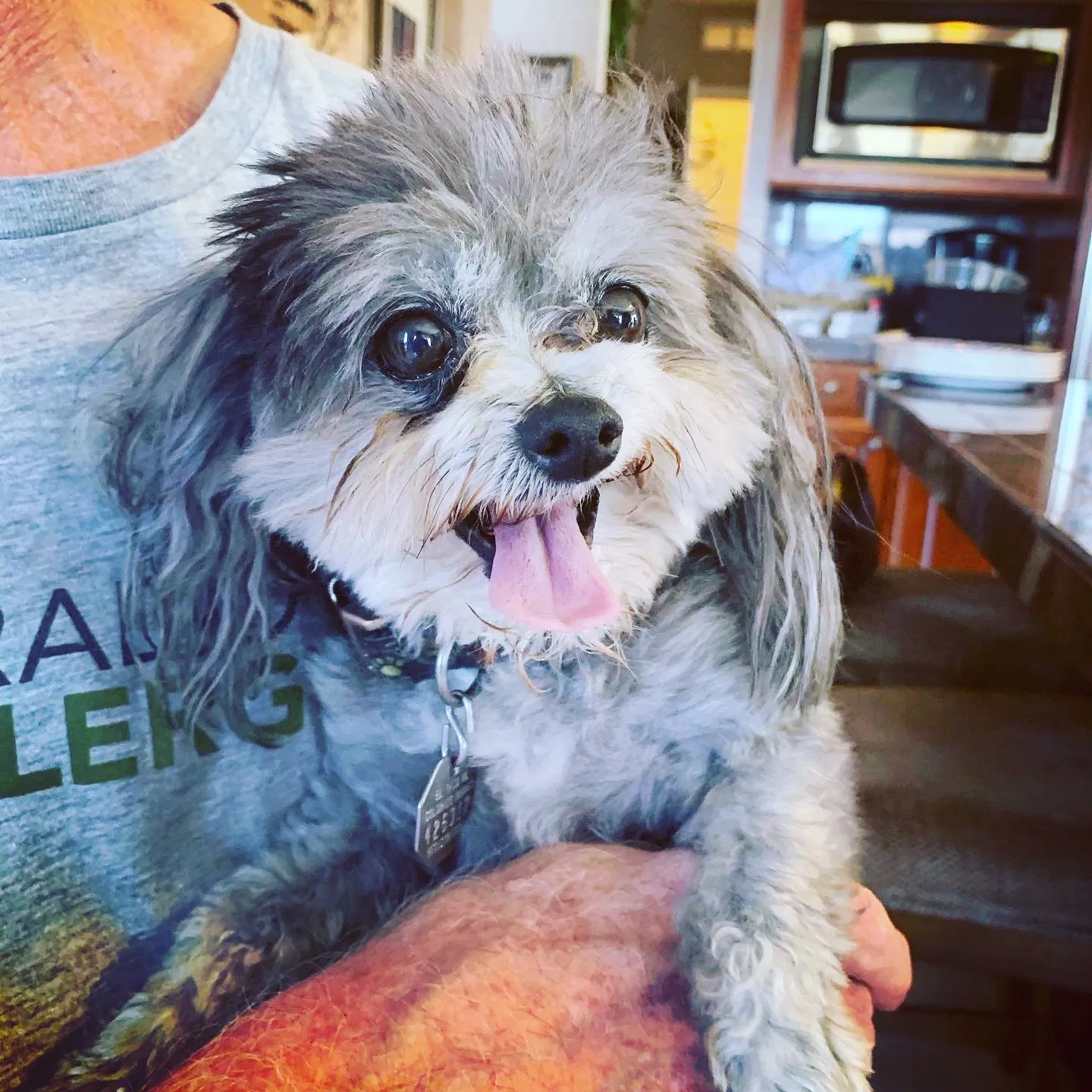Lost dog in Colorado Springs, CO, 80904