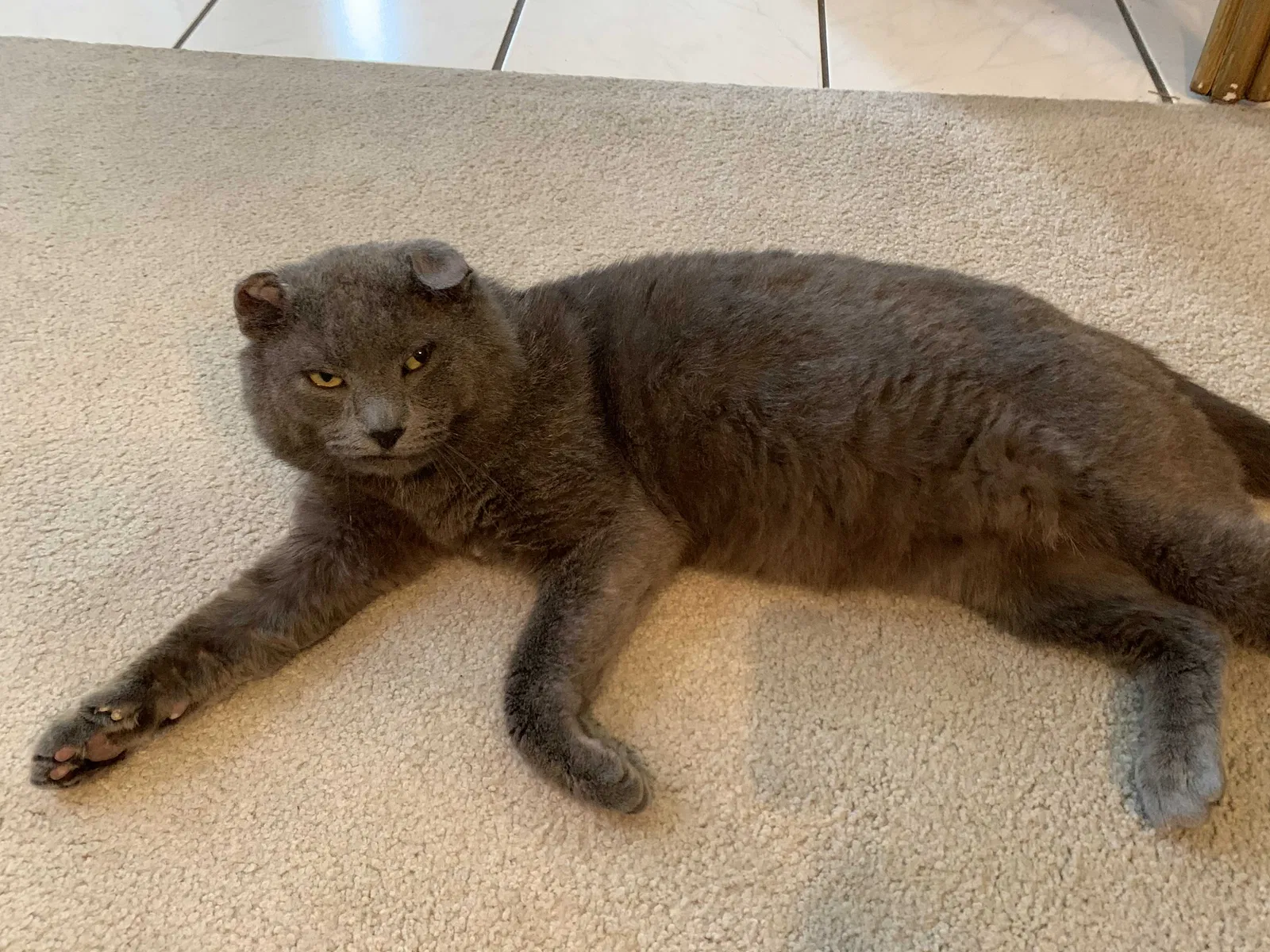 Lost cat in Houston, TX, 77062