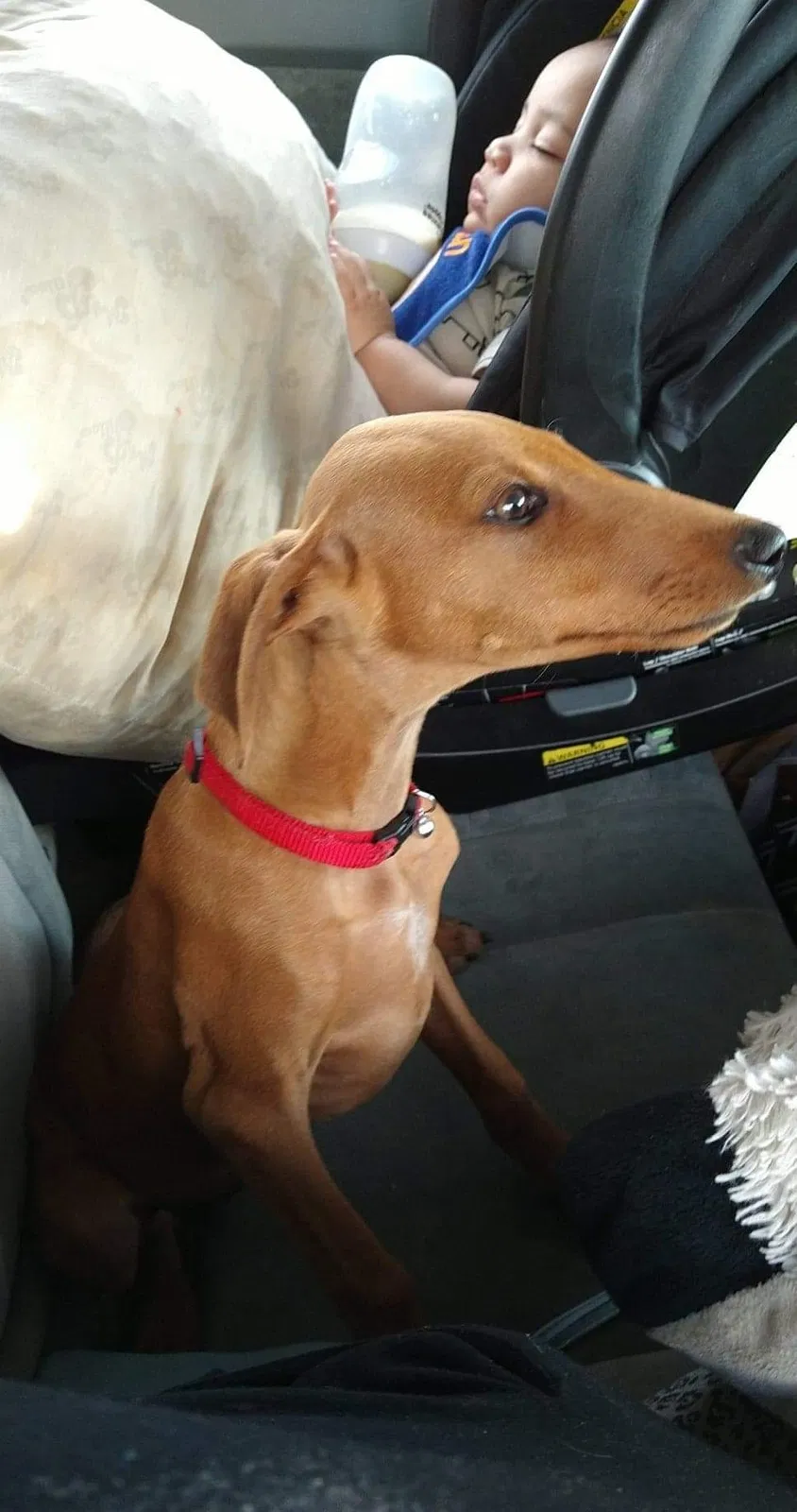 Lost dog in Bakersfield, CA, 93307